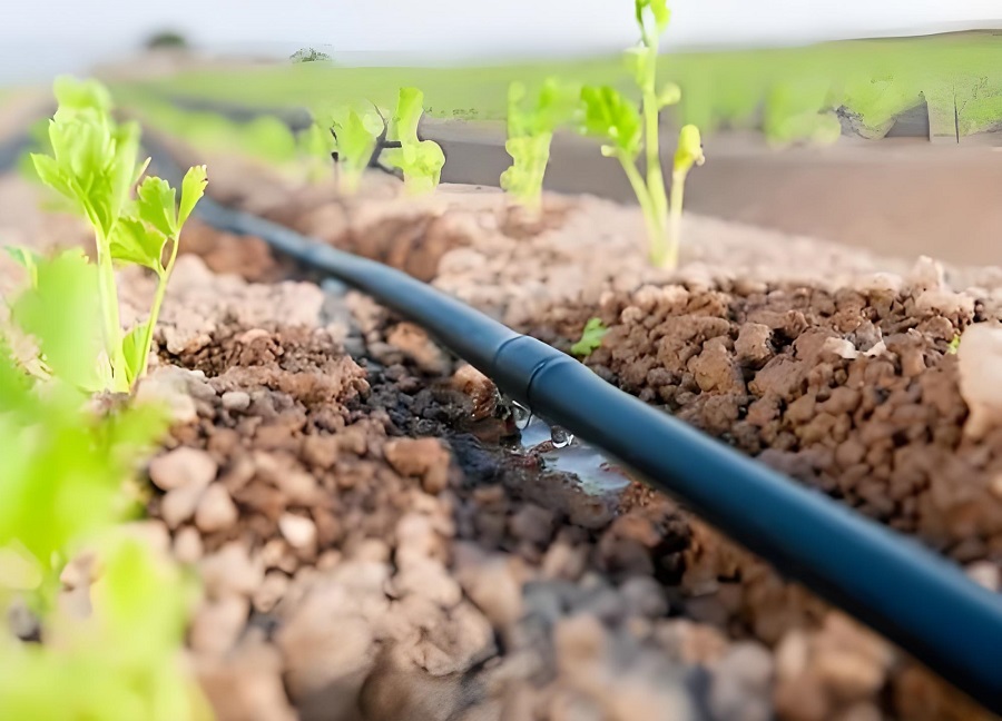 irrigation in Sustainable Agriculture