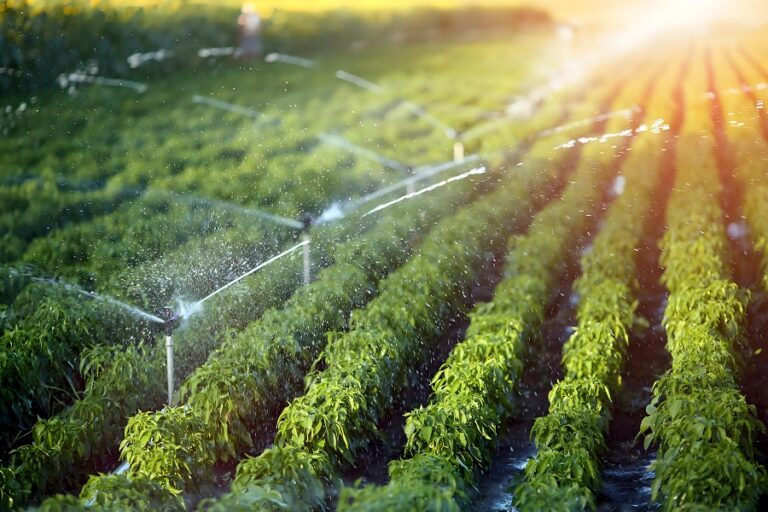 Harnessing the Power of CLO2 for Sustainable Agriculture