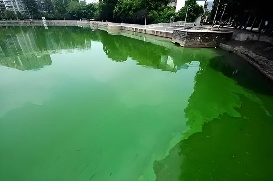 Algae control in pool