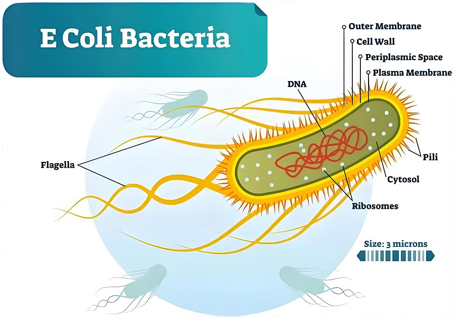 E. coli bacteria affecting food safety