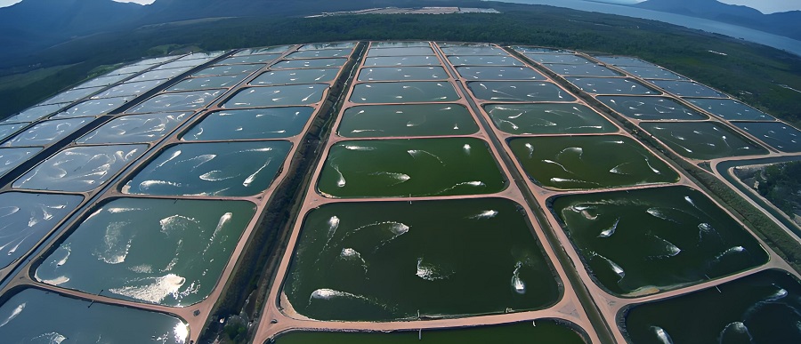 Water Quality and Fish Health in Aquaculture