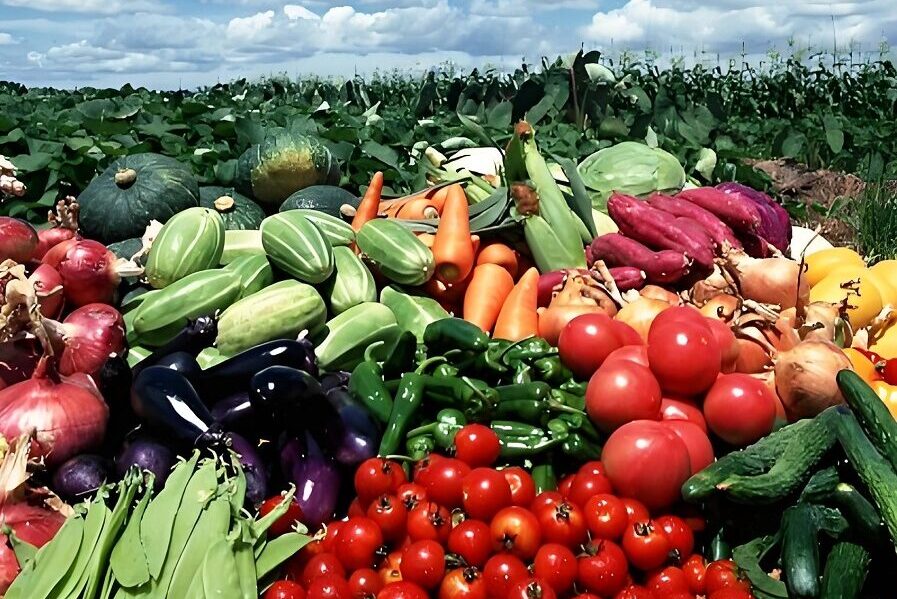 Vegetables in Sustainable Agriculture