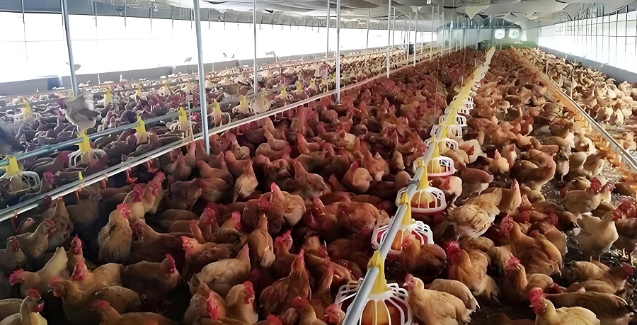 Chicken farm under good Poultry Health