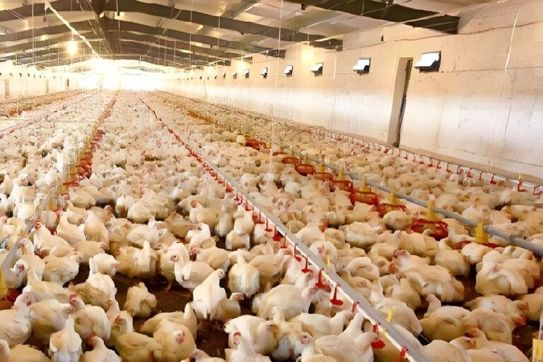 The Best Solution of Ensuring Optimal Poultry Health