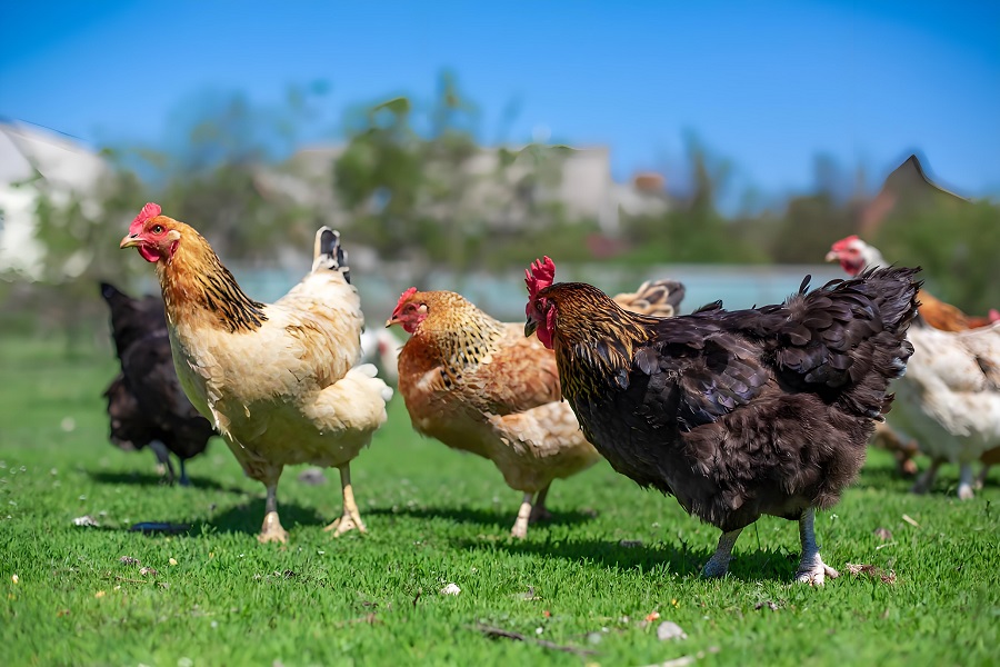 Chickens with good health