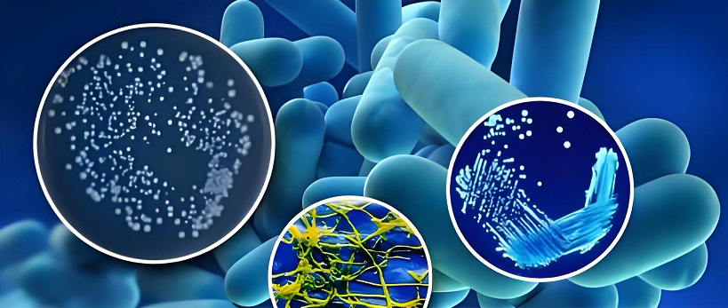 Legionella Bacteria