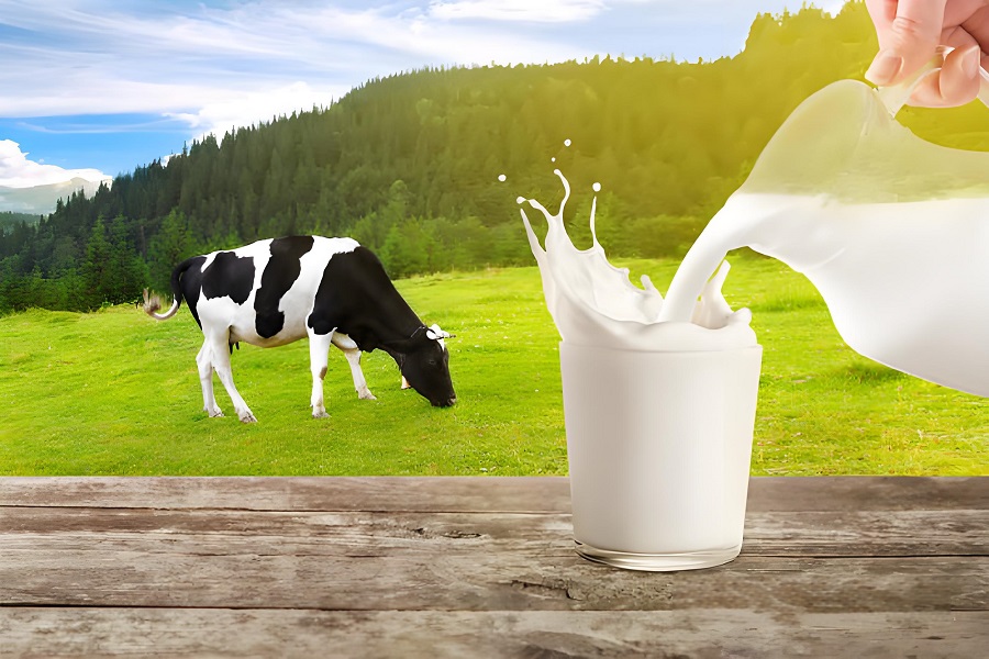 Milk in dairy Processing industry