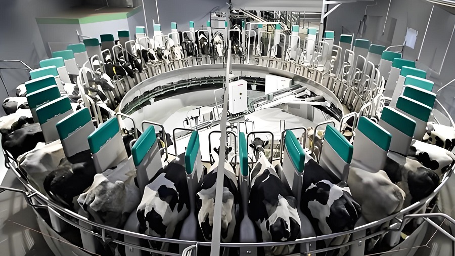 Cows in dairy Processing industry