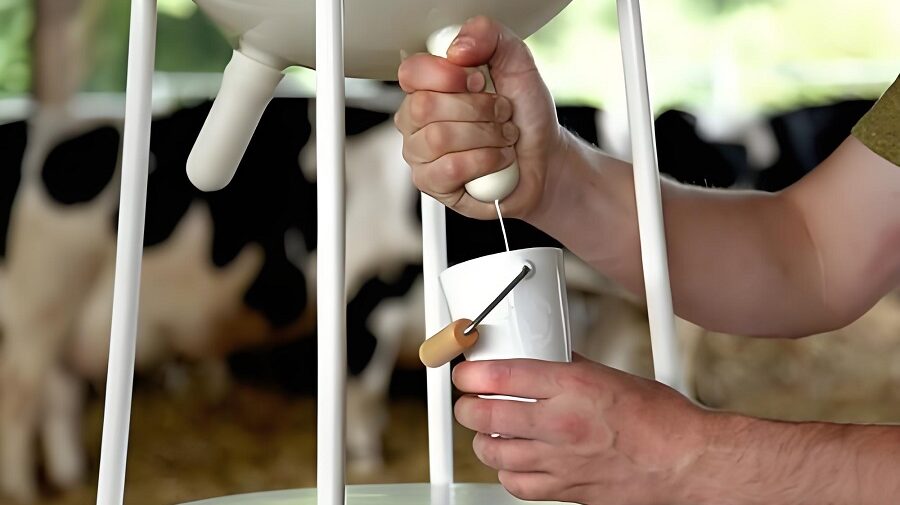 Milking in dairy Processing industry