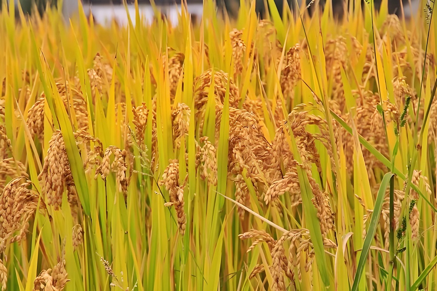 Rice in Sustainable Agriculture