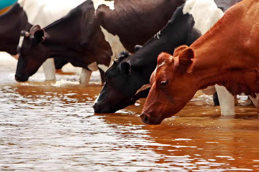 Drinking Water for Livestock