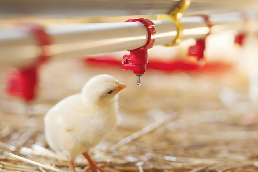 Drinking Water for Livestock