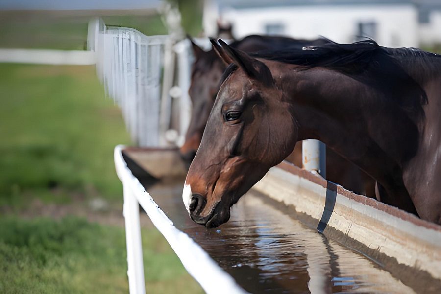 Drinking Water for Livestock