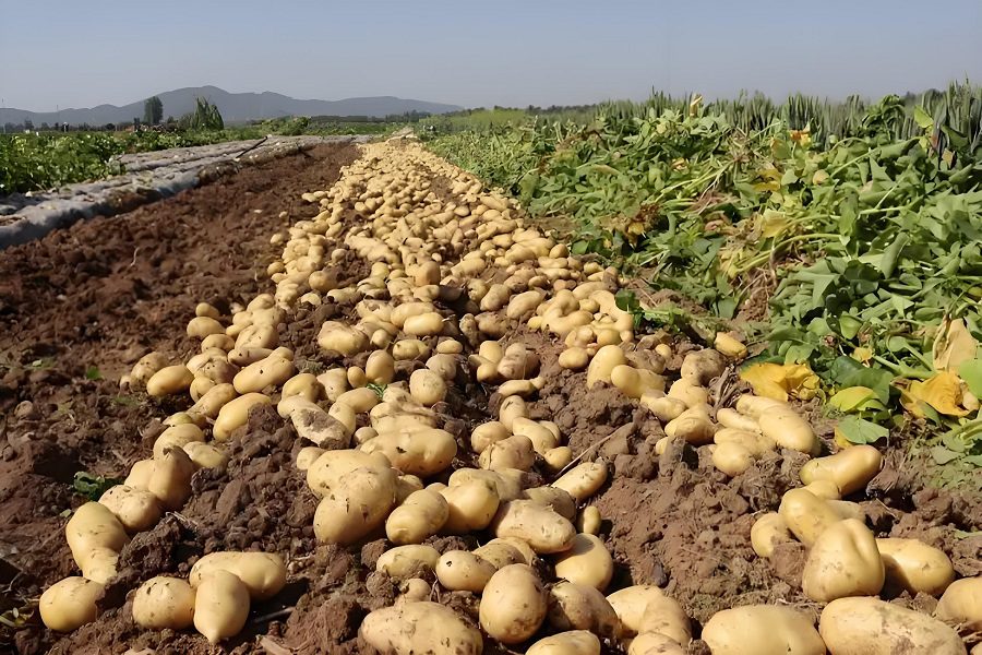 Potato Storage