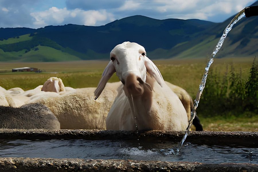 Drinking Water for Livestock