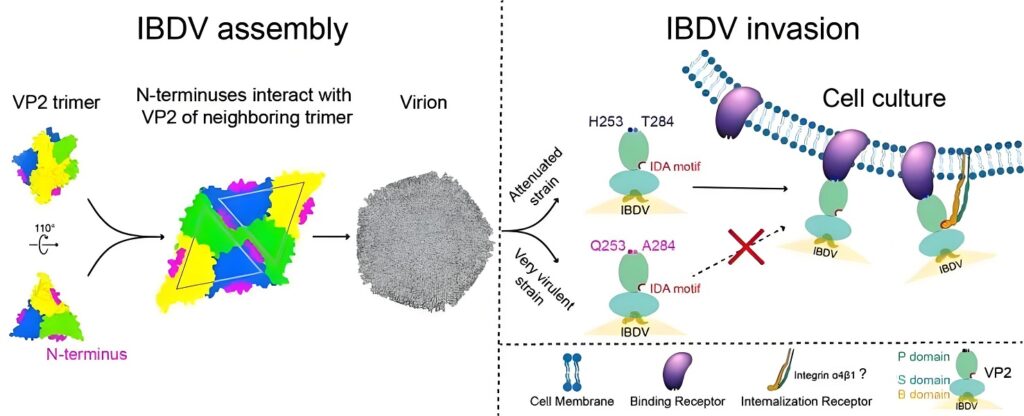 Combating IBDV in Poultry