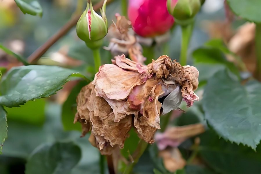 A Vital Solution for Combating Grey Mould in Cut Roses