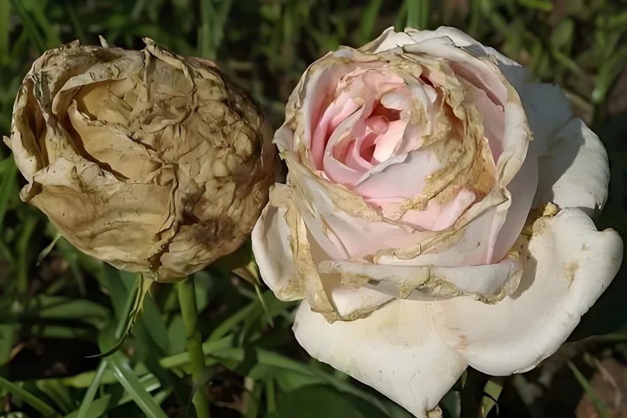 A Vital Solution for Combating Grey Mould in Cut Roses