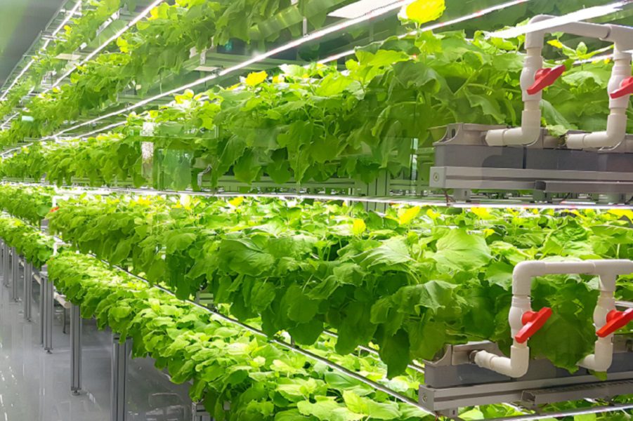 Water Disinfection Solutions in Vertical Farming