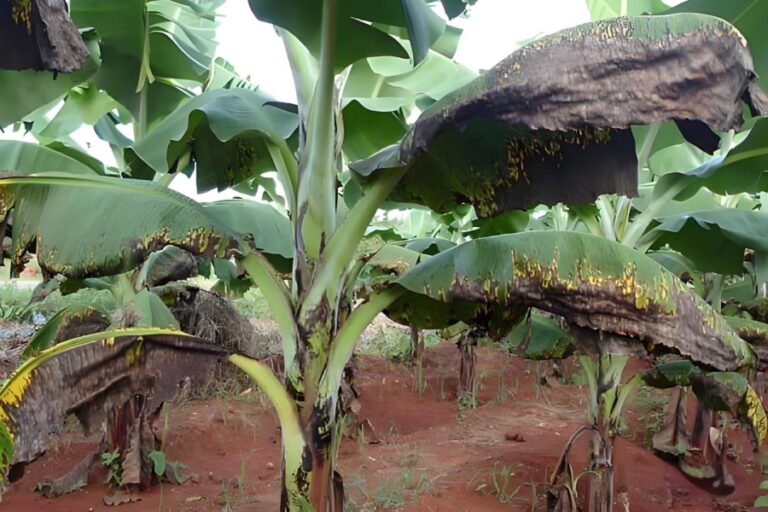 Combatting Banana Leaf Spot Disease