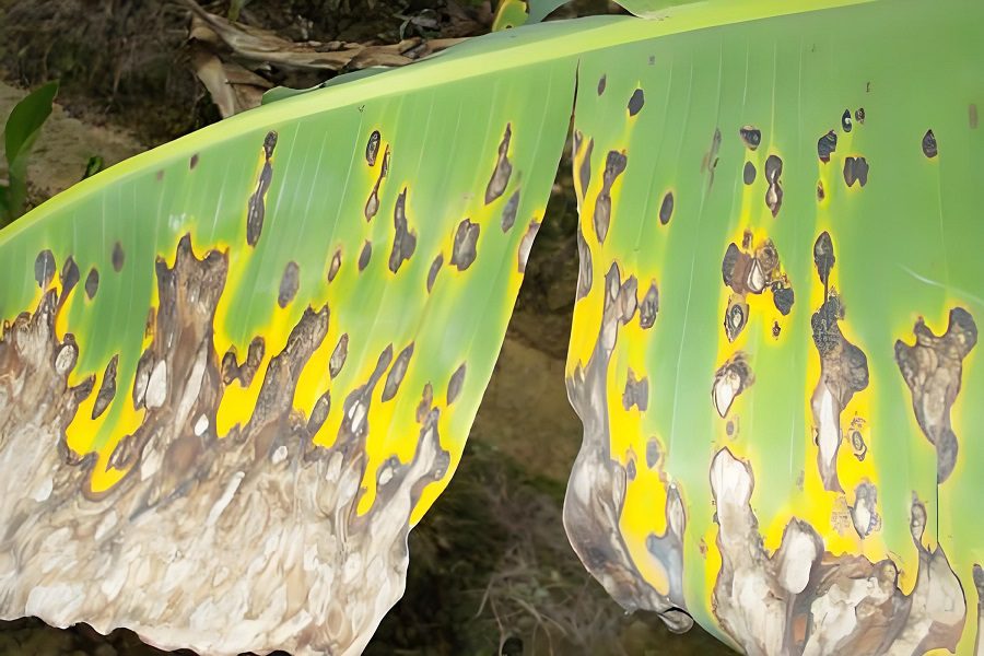 Combatting Banana Leaf Spot Disease