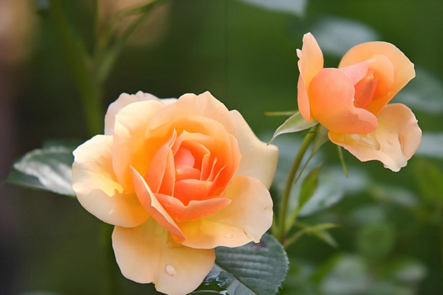 A Vital Solution for Combating Grey Mould in Cut Roses